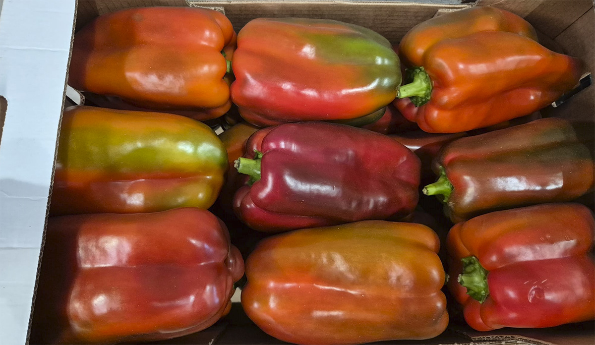 Peperoni rossi - Sicilia - 2/3 euro al chilogrammo